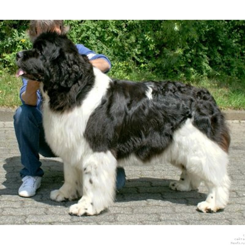 Фото: ньюфаундленд Moonshinelover's H.C.A. Angel