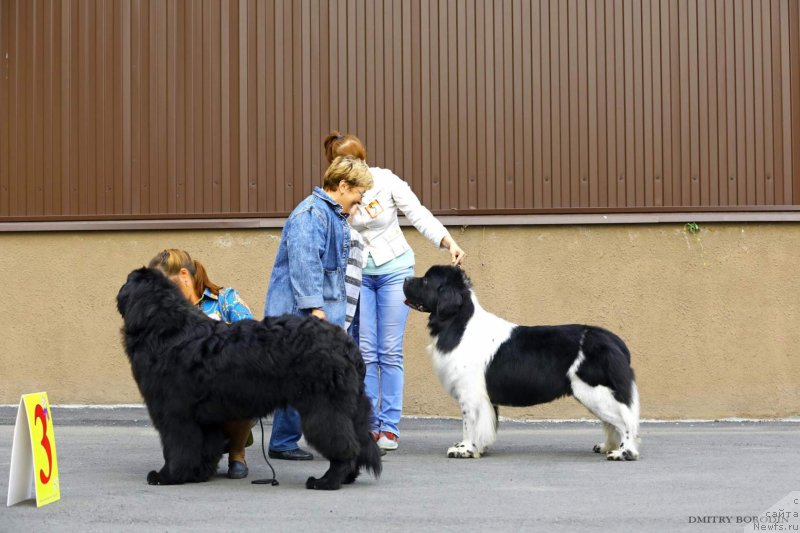 Фото: ньюфаундленд Ума Сибирский Медведь, ньюфаундленд Гордон Инг'л Перикльз фром Рашн Беар