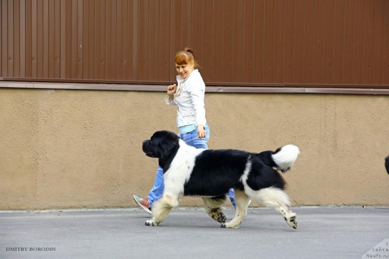 Фото: ньюфаундленд Гордон Инг'л Перикльз фром Рашн Беар