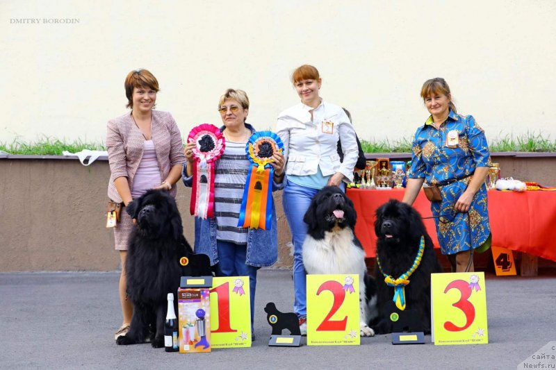 Фото: ньюфаундленд Их Высочество Виола Жанмоника (Ih Visochestvo Viola Zhanmonika), ньюфаундленд Гордон Инг'л Перикльз фром Рашн Беар, ньюфаундленд Ума Сибирский Медведь