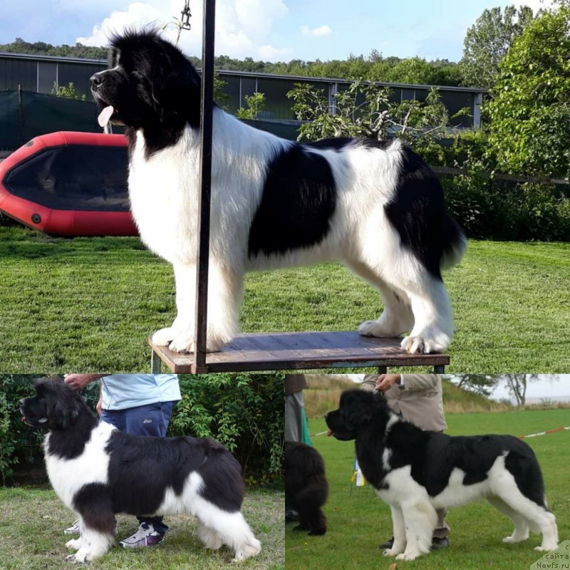 Фото: ньюфаундленд The Waves Sons Newfoundlands Secret To Keep, ньюфаундленд The Waves Sons Newfoundlands Height of Perfection, ньюфаундленд Moonshinelover's Xanadu Big Tiger