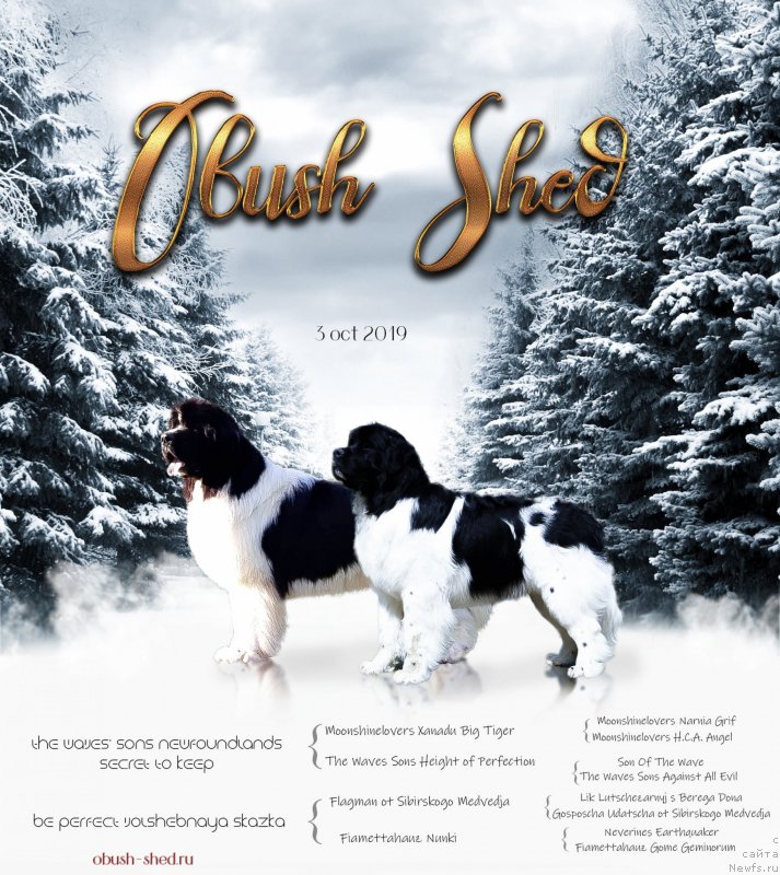 Фото: ньюфаундленд The Waves Sons Newfoundlands Secret To Keep, ньюфаундленд Би Перфект Волшебная Сказка