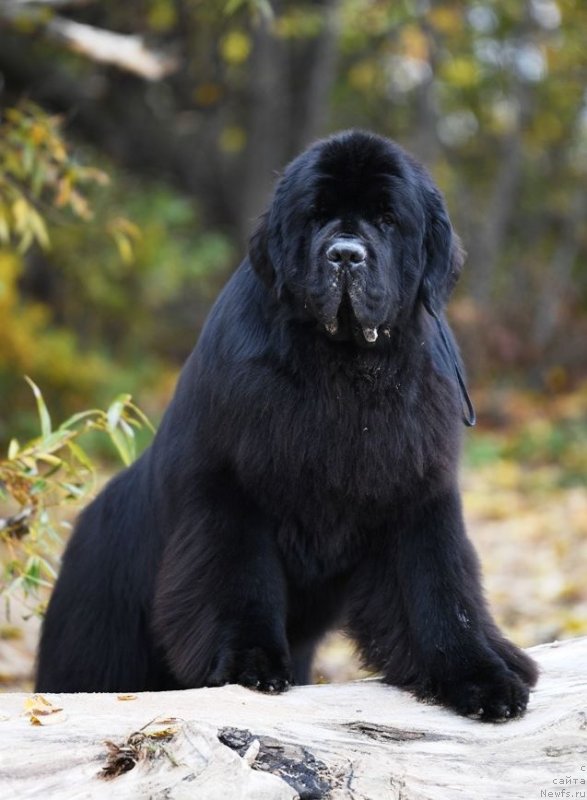 Фото: ньюфаундленд Акватория Келвин Женераль (Aquatoriya Kelvin Zheneral)