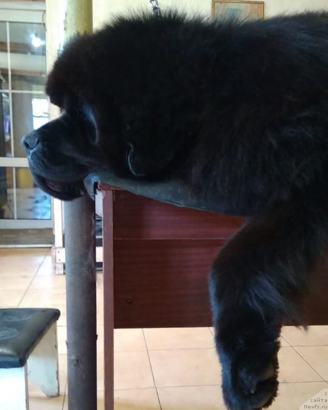 Фото: ньюфаундленд Инвайтинг Лук оф Лав (Inviting Look of Love)