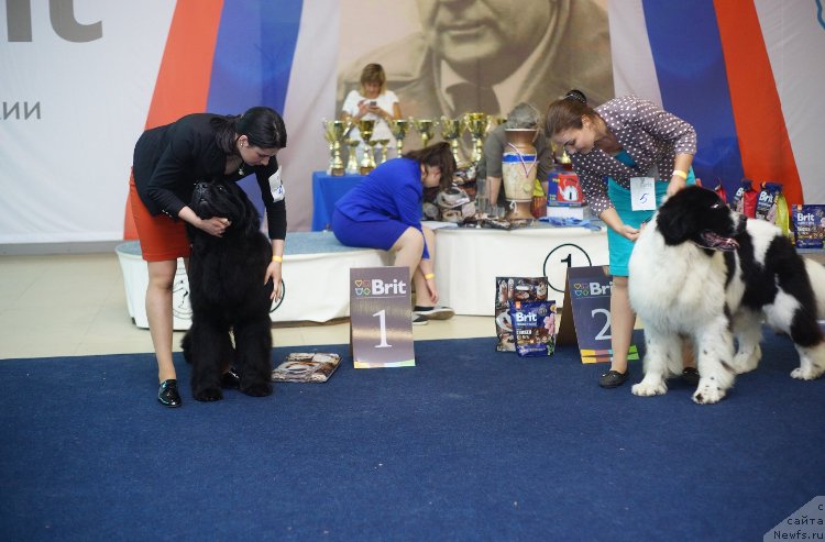 Фото: ньюфаундленд Моон Броок Женерал (Moon Brook General), ньюфаундленд Oukaya Forever Noix-de-Coco