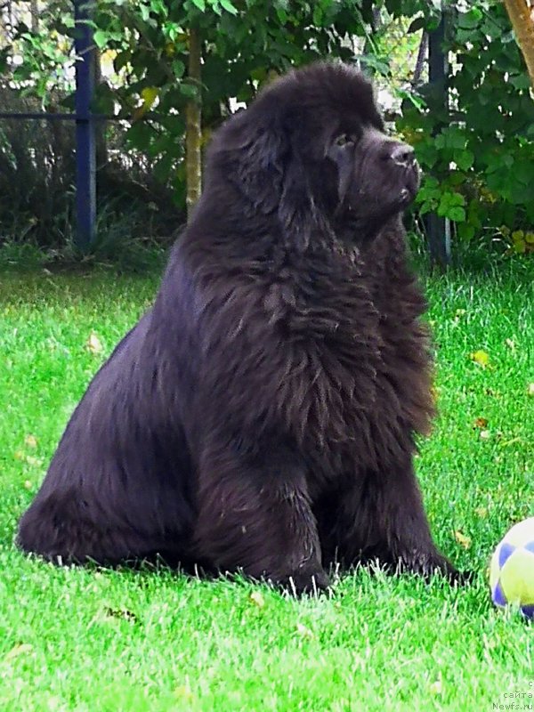 Фото: ньюфаундленд Инвайтинг Лук оф Лав (Inviting Look of Love)