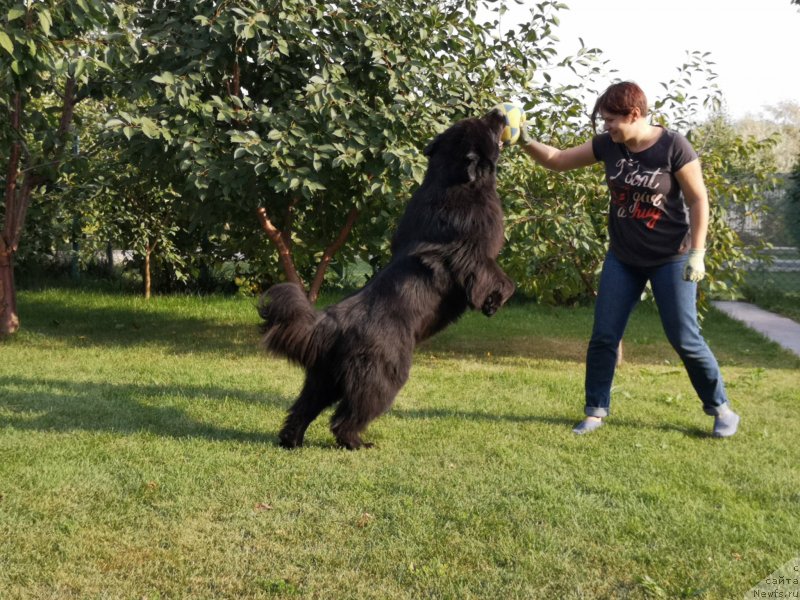 Фото: ньюфаундленд Инвайтинг Лук оф Лав (Inviting Look of Love)