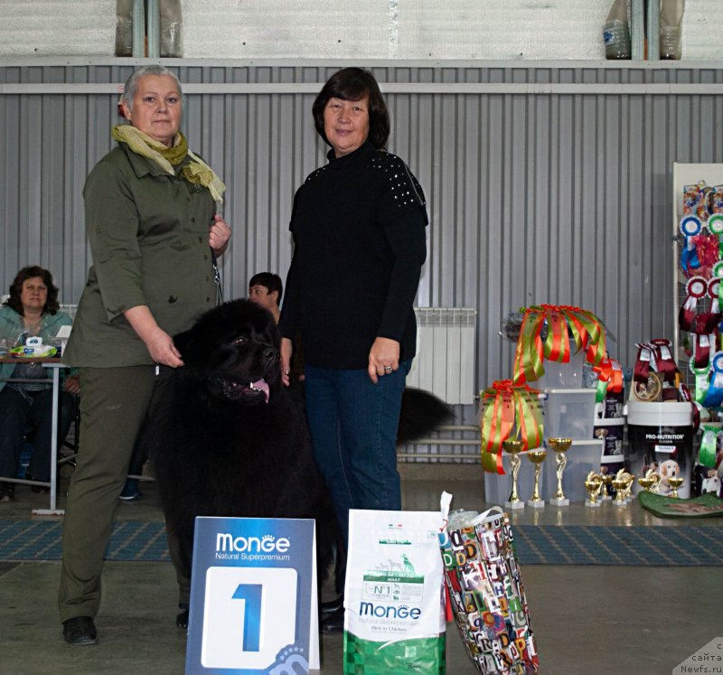 Фото: ньюфаундленд Инвайтинг Лук оф Лав (Inviting Look of Love)