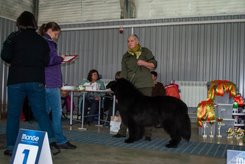 Фото: ньюфаундленд Инвайтинг Лук оф Лав (Inviting Look of Love)