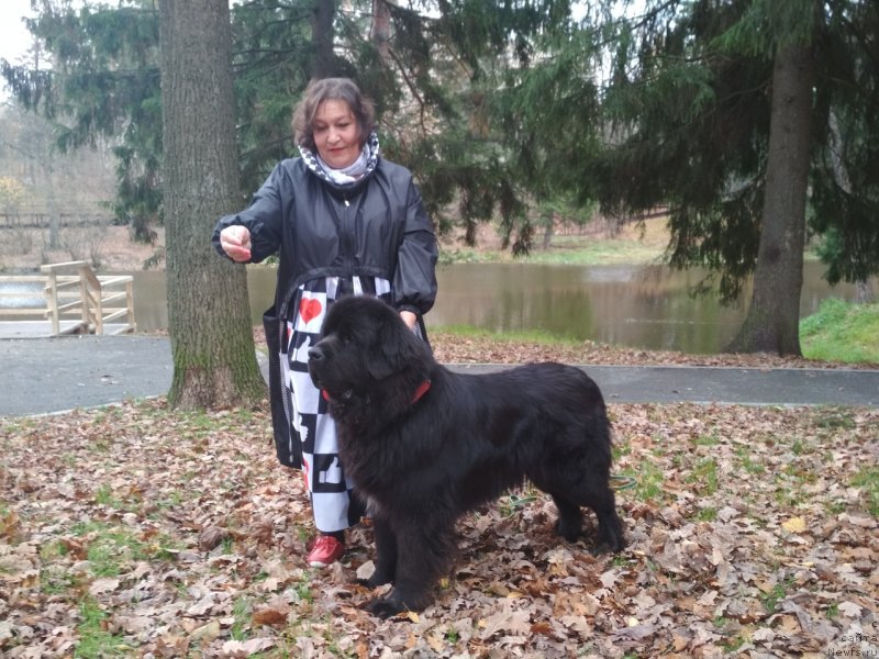 Фото: ньюфаундленд Даанич Веселый Роджер, Лилиана Рахматова