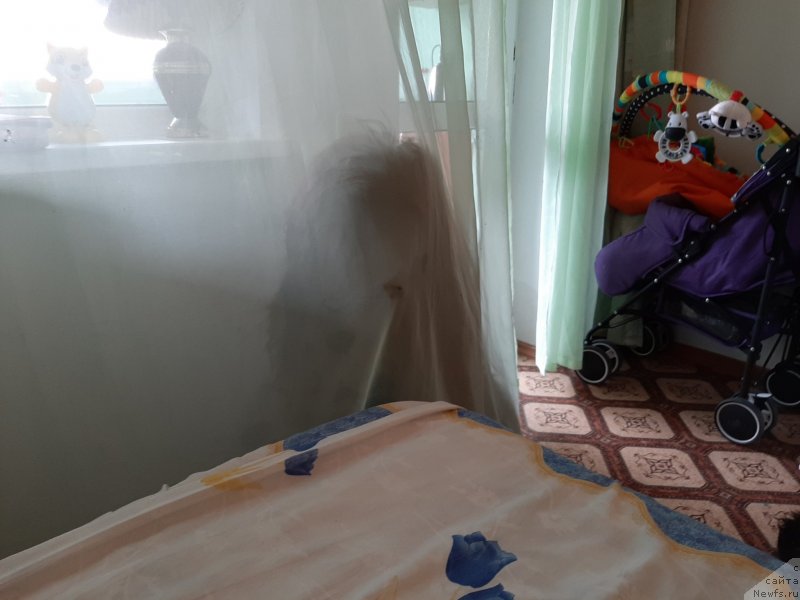 Фото: ньюфаундленд Дюрбахлер Клаб Альфаретта Виньетта