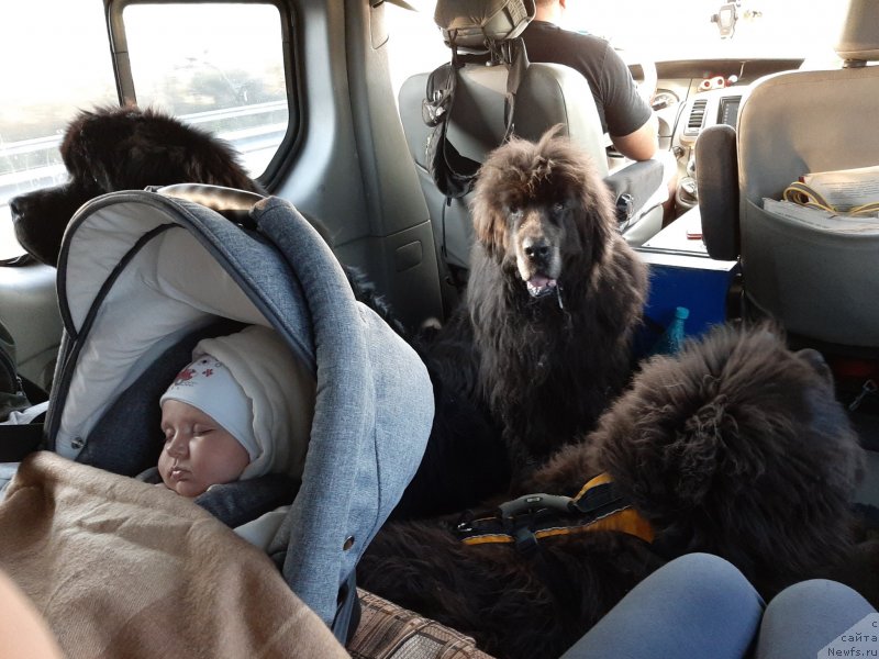 Фото: ньюфаундленд Риччи с Берега Дона (Richchi s Berega Dona), ньюфаундленд Дюрбахлер Клаб Альфаретта Виньетта, ньюфаундленд Мелти Вейв Марин Тифея (Melty Wave Marine Tifeya)