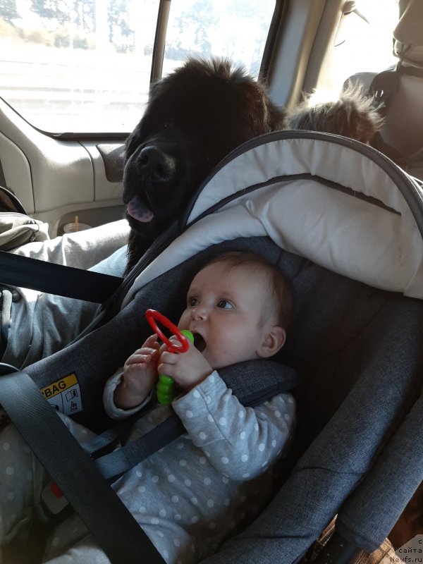 Фото: ньюфаундленд Риччи с Берега Дона (Richchi s Berega Dona), Лерка