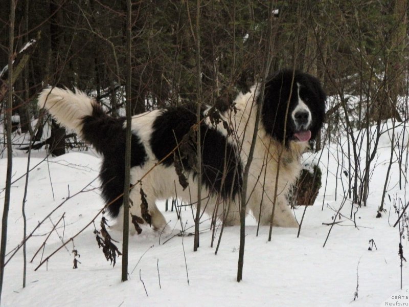 Фотография № 245103