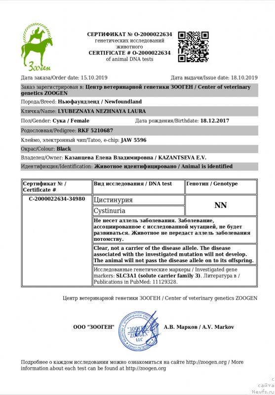 Фото: ньюфаундленд Любезная Нежная Лаура (Lyubeznaya Nezhnaya Laura)