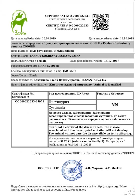 Фото: ньюфаундленд Лаской Согревающая Лаика (Laskoy Sogrevayuschaya Laika)