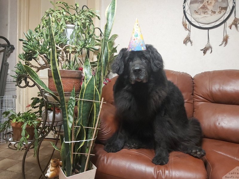 Фотография № 245152