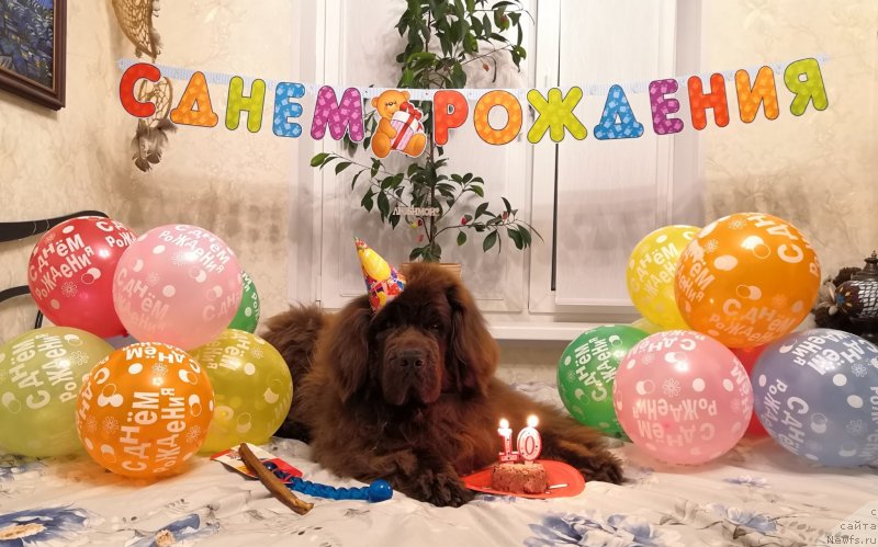 Фотография № 245154