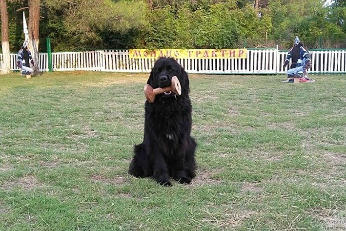 Фотография № 245157