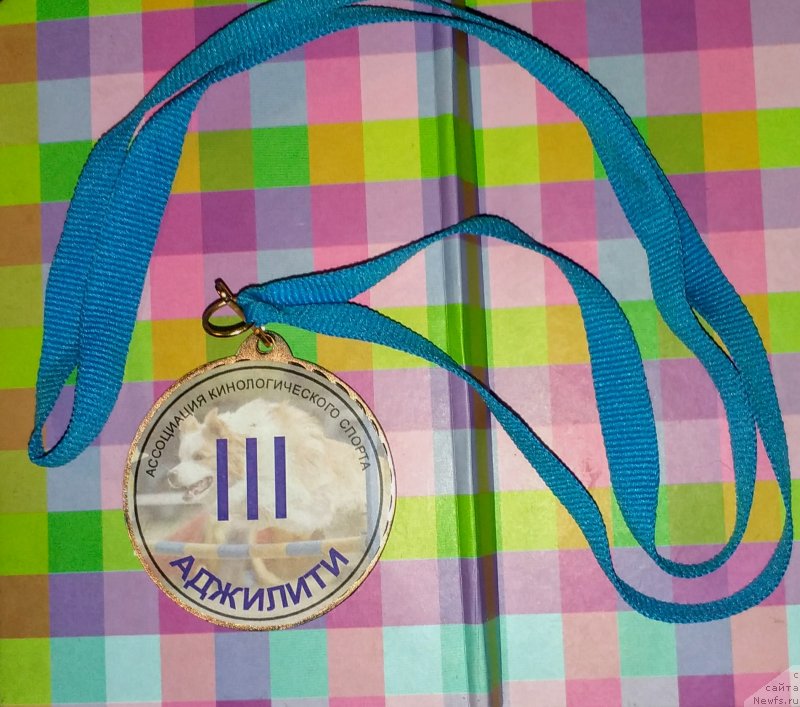 Фото: ньюфаундленд Альфа Дар Окса Верка Сердючка