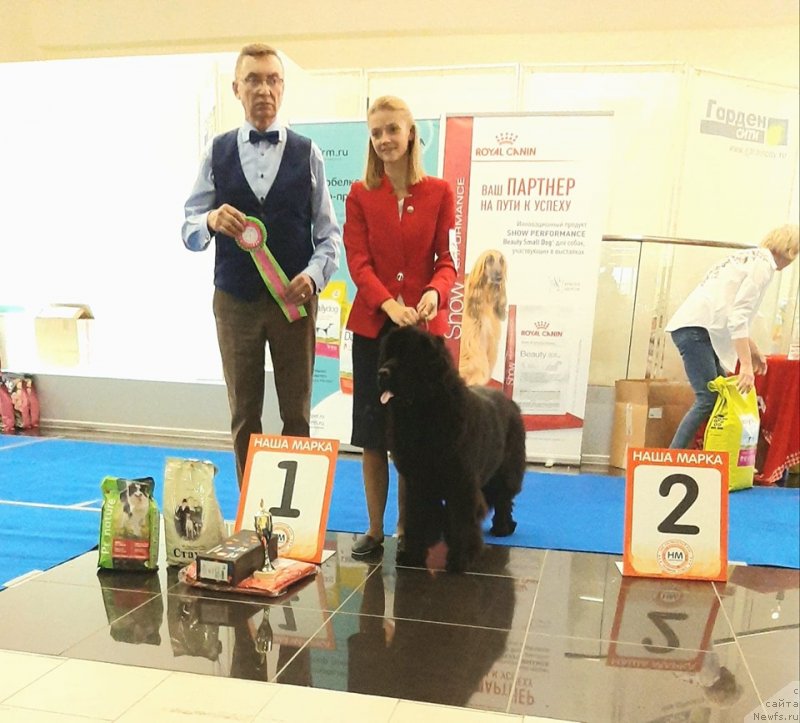 Фото: ньюфаундленд Смигар Глейд Спринг (Smigar Glade Spring)