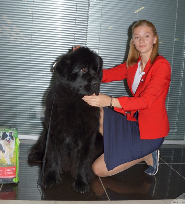 Фото: ньюфаундленд Смигар Глейд Спринг (Smigar Glade Spring)