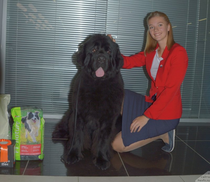 Фото: ньюфаундленд Смигар Глейд Спринг (Smigar Glade Spring)