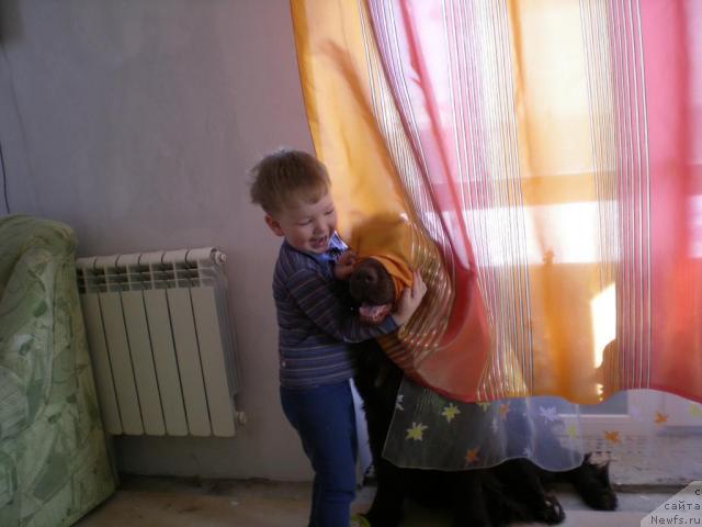 Фото: ньюфаундленд Янтарная Яшма Денвера