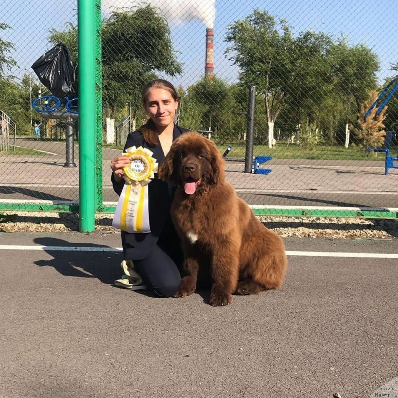 Фото: ньюфаундленд Обуш Шед Москва Златоглавая (Obush Shed Moskva Zlatoglavaya)