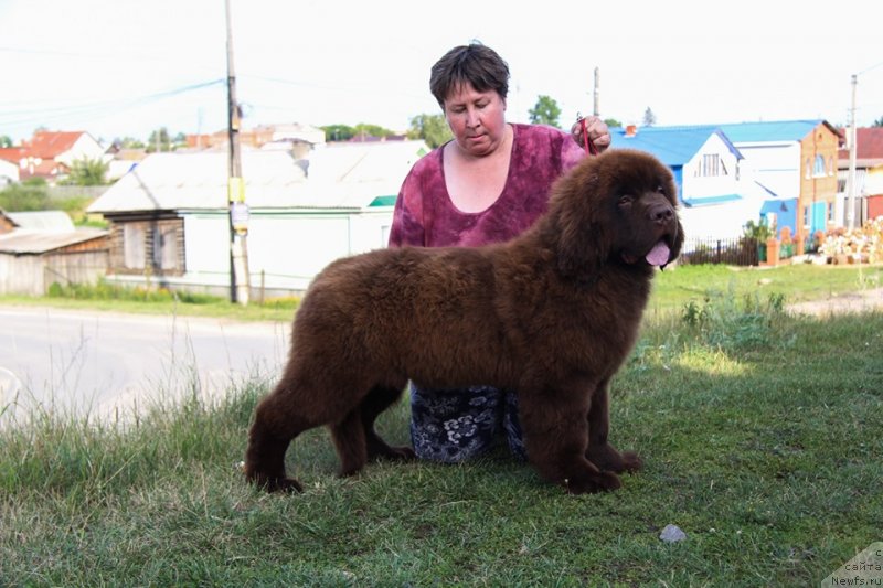 Фото: ньюфаундленд Обуш Шед Мёд Слаще Янтаря (Obush Shed Myod Slashche Yantarya)