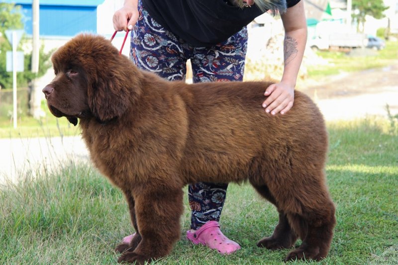 Фото: ньюфаундленд Обуш Шед Мёд Слаще Янтаря (Obush Shed Myod Slashche Yantarya)