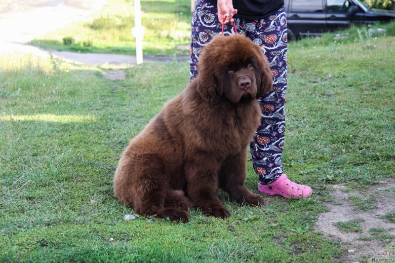 Фото: ньюфаундленд Обуш Шед Мёд Слаще Янтаря (Obush Shed Myod Slashche Yantarya)