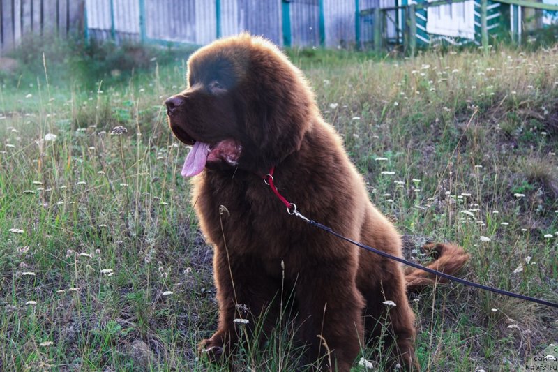 Фото: ньюфаундленд Обуш Шед Мёд Слаще Янтаря (Obush Shed Myod Slashche Yantarya)