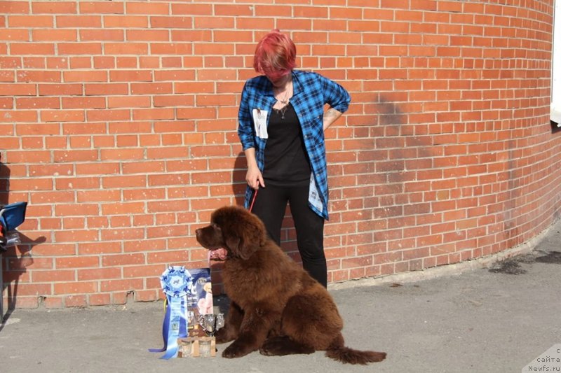 Фото: ньюфаундленд Обуш Шед Мёд Слаще Янтаря (Obush Shed Myod Slashche Yantarya)