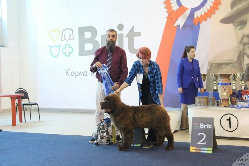 Фото: ньюфаундленд Обуш Шед Мёд Слаще Янтаря (Obush Shed Myod Slashche Yantarya), Олеся Гнитеева