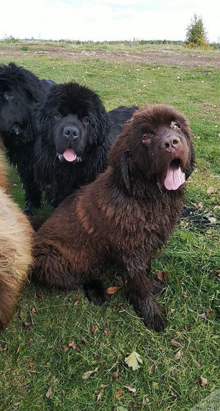 Фото: ньюфаундленд Обуш Шед Мёд Слаще Янтаря (Obush Shed Myod Slashche Yantarya), ньюфаундленд Обуш Шед Дойчленд (Obush Shed Deutschland)