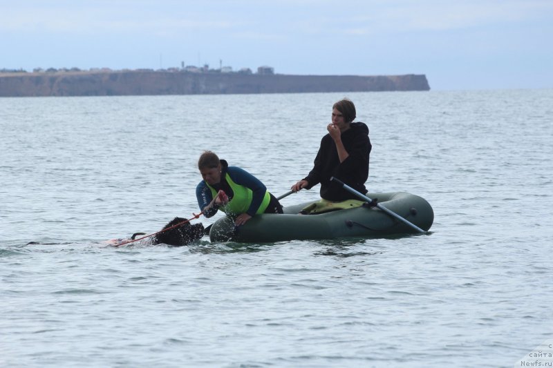 Фото: ньюфаундленд Риччи с Берега Дона (Richchi s Berega Dona)