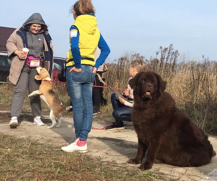 Фото: ньюфаундленд Чара Хани Лес (Chara Hani Les)