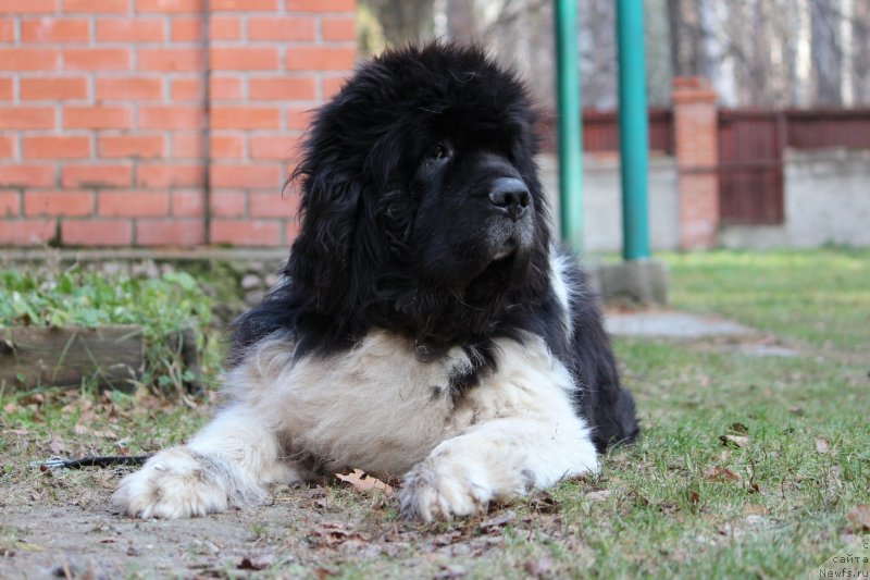 Фотография № 245299