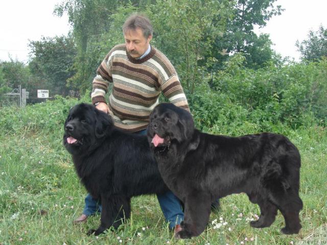 Фото: ньюфаундленд Денвер Дан