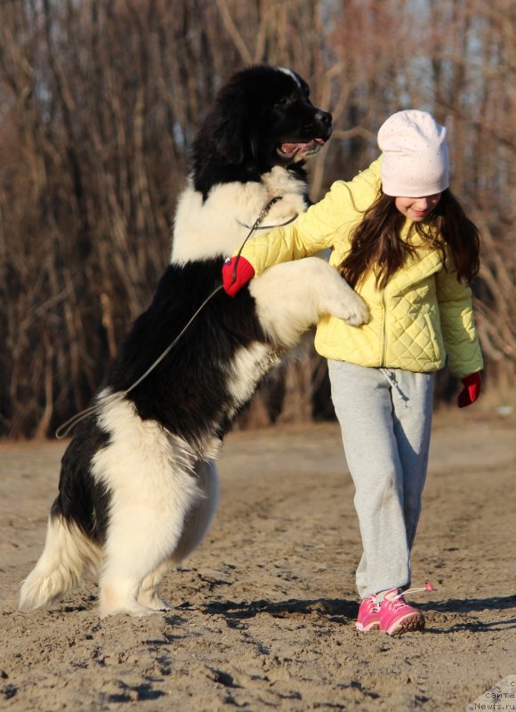 Фото: ньюфаундленд Super premium Вirthday