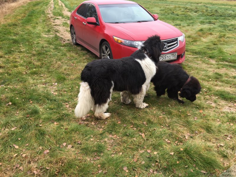 Фото: ньюфаундленд Терра Виктория Авангард, ньюфаундленд Топтыжка Диадема из Черного Жемчуга