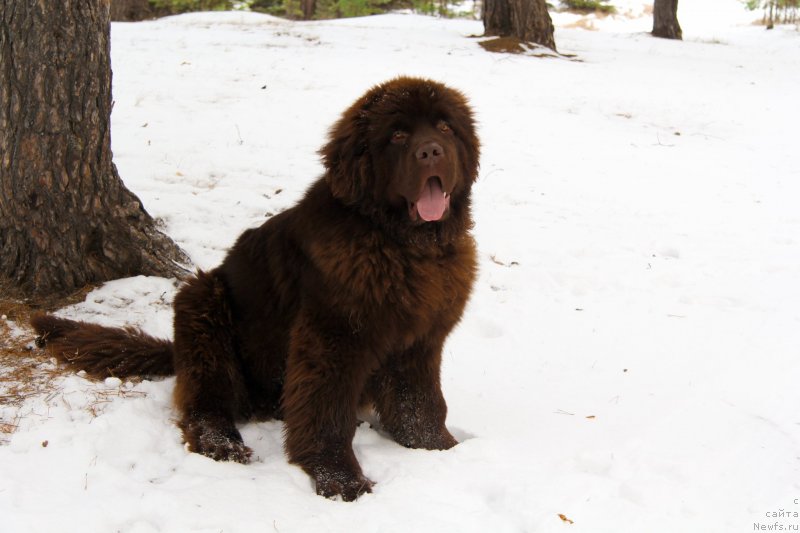 Фото: ньюфаундленд Обуш Шед Мёд Слаще Янтаря (Obush Shed Myod Slashche Yantarya)