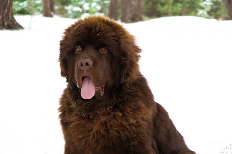 Фото: ньюфаундленд Обуш Шед Мёд Слаще Янтаря (Obush Shed Myod Slashche Yantarya)