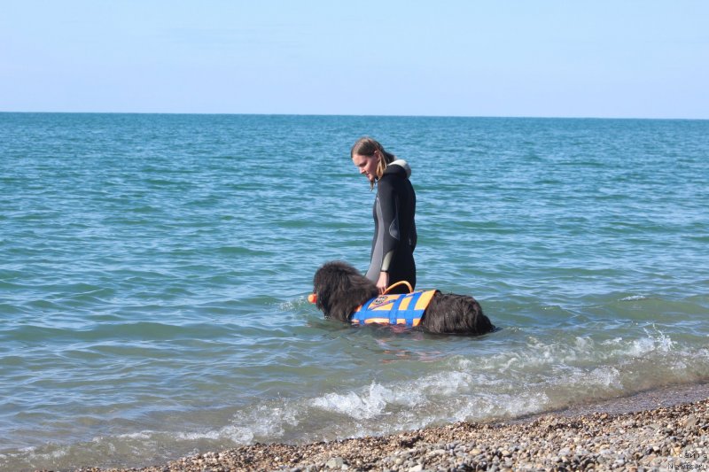 Фото: ньюфаундленд Дюрбахлер Клаб Альфаретта Виньетта, Анастасия Киреева