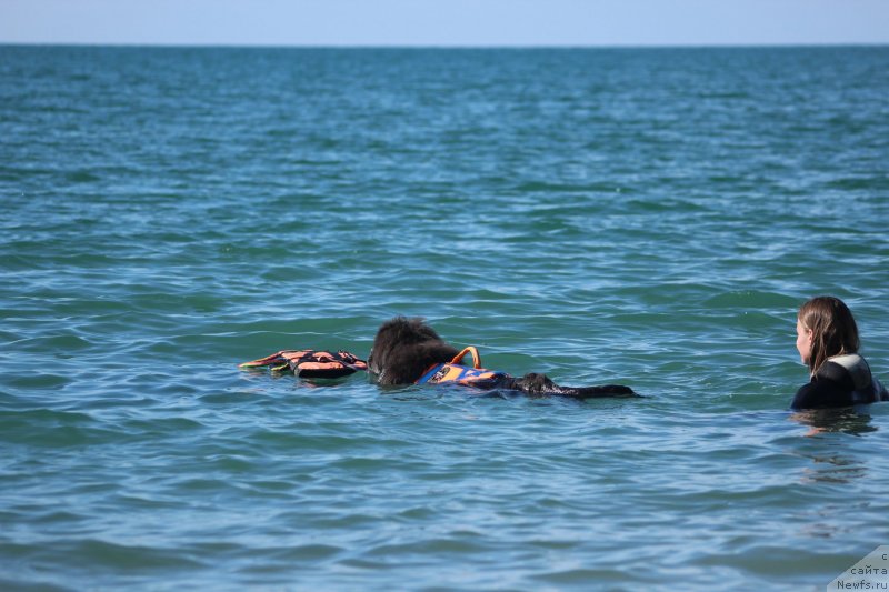 Фото: ньюфаундленд Дюрбахлер Клаб Альфаретта Виньетта, Анастасия Киреева