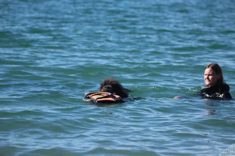 Фото: ньюфаундленд Дюрбахлер Клаб Альфаретта Виньетта, Анастасия Киреева