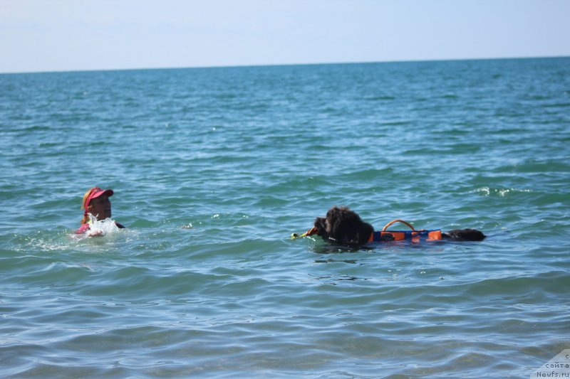 Фото: ньюфаундленд Дюрбахлер Клаб Альфаретта Виньетта