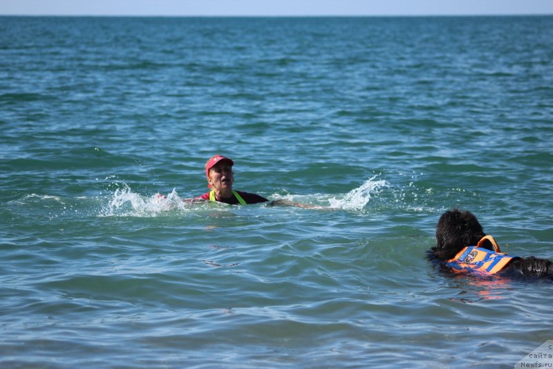 Фото: ньюфаундленд Дюрбахлер Клаб Альфаретта Виньетта