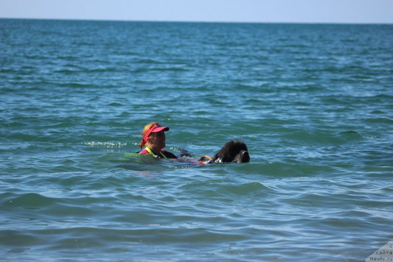 Фото: ньюфаундленд Дюрбахлер Клаб Альфаретта Виньетта